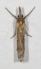 Crambus leachellus