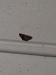 Leptostales pannaria