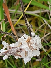 Antennaria dioica