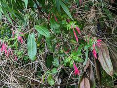 Fuchsia boliviana
