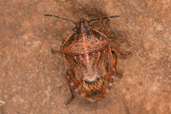 Trichopepla