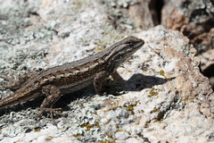Sceloporus cowlesi
