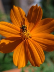 Neocorynura