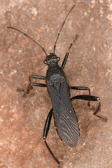 Alydus