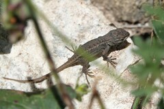 Sceloporus cowlesi