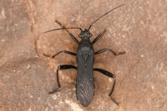 Alydus