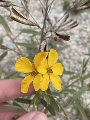 Senna roemeriana