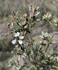 Leptospermum coriaceum