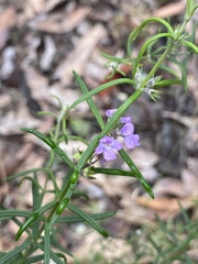 Westringia eremicola
