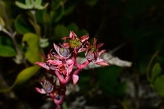 Echeveria heterosepala