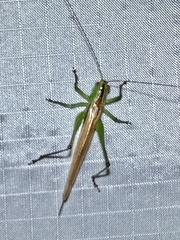 Conocephalus fasciatus
