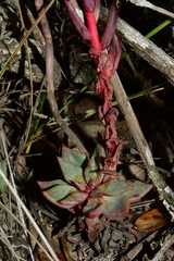 Echeveria heterosepala