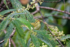 Phylloscopus