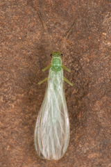 Chloroperlidae