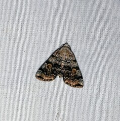 Idia americalis