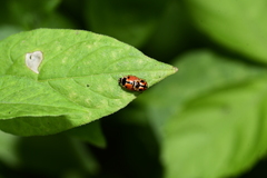 Cheilomenes sexmaculata