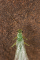 Chloroperlidae