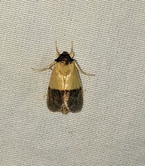 Exyra semicrocea