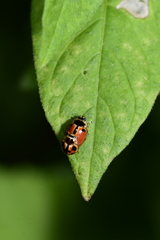 Cheilomenes sexmaculata