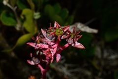 Echeveria heterosepala