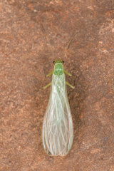 Chloroperlidae