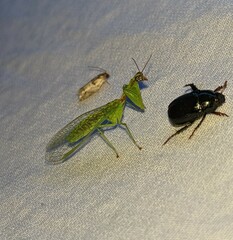 Zeugomantispa minuta