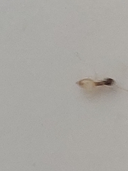 Tapinoma melanocephalum