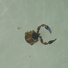 Pseudoscorpiones