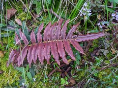 Blechnum