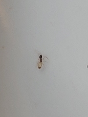 Tapinoma melanocephalum