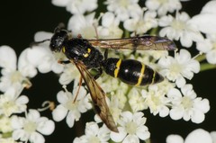 Symmorphus canadensis