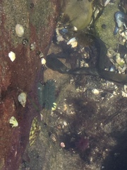 Actiniidae