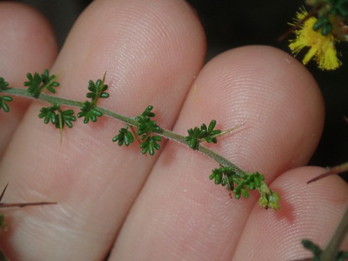 Image of Acacia lasiocarpa by (c) Thomas Mesaglio, some rights reserved (CC BY)