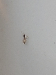 Tapinoma melanocephalum