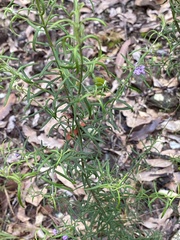 Westringia eremicola