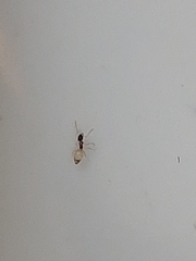 Tapinoma melanocephalum