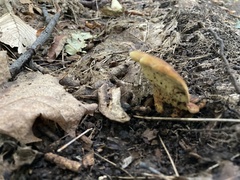 Boletinellus merulioides