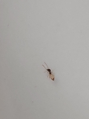 Tapinoma melanocephalum