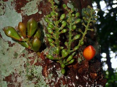 Dipterocarpaceae