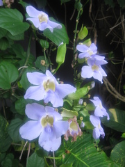 Thunbergia grandiflora
