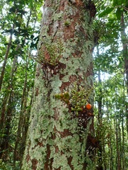 Dipterocarpaceae