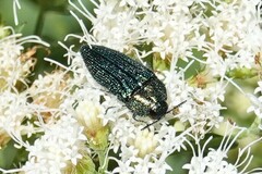 Acmaeodera resplendens