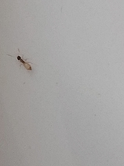 Tapinoma melanocephalum