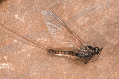 Caudatella