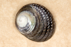 Diloma aethiops