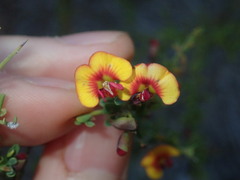 Bossiaea spinescens