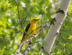 Oriolus oriolus