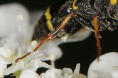 Symmorphus canadensis