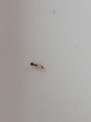 Tapinoma melanocephalum