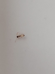 Tapinoma melanocephalum